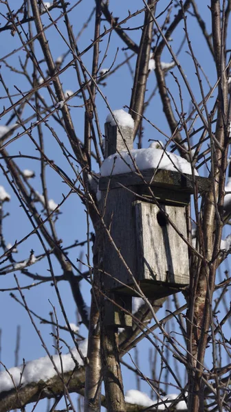雪に覆われた木の上に巣房があり — ストック写真