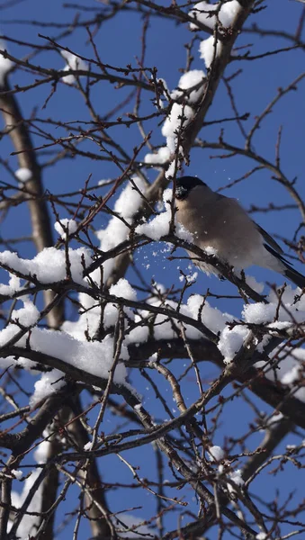 Vrouwtjesvink Zit Een Besneeuwde Tak — Stockfoto