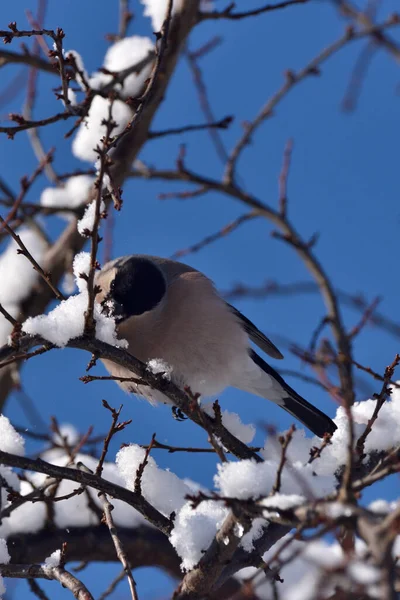 Vrouwtjesvink Zit Een Besneeuwde Tak — Stockfoto