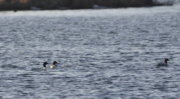 Mergansers Nadando Lago — Fotografia de Stock