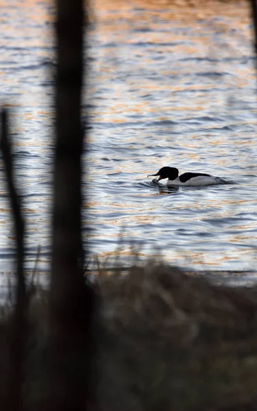 Merganser Com Peixe Caçado Nada Lago — Fotografia de Stock