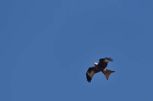 Κόκκινος Αετός Κατά Διάρκεια Της Πτήσης Στον Γαλάζιο Ουρανό — Φωτογραφία Αρχείου