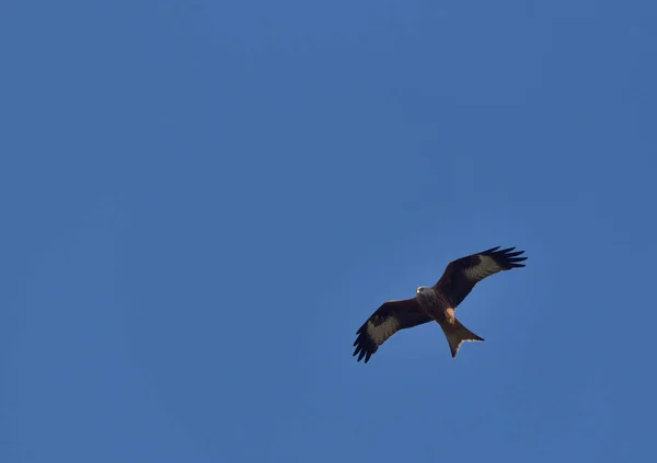Κόκκινος Αετός Κατά Διάρκεια Της Πτήσης Στον Γαλάζιο Ουρανό — Φωτογραφία Αρχείου