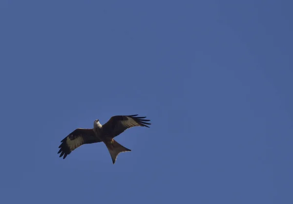 Cometa Roja Durante Vuelo Cielo Azul — Foto de Stock