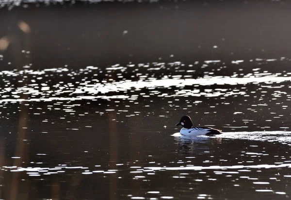 Goldeneye Flutuando Lago Entre Reflexões — Fotografia de Stock