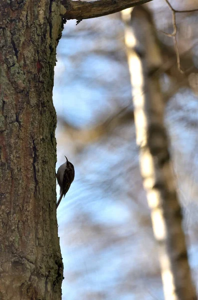 Eurasia Treecreeper Corriendo Tronco Árbol — Foto de Stock