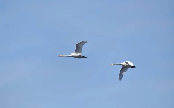 Пара Лебедей Мутов Время Полета Голубому Небу — стоковое фото