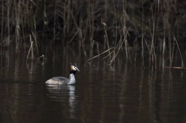 Grande Grebe Crista Nadando Lago — Fotografia de Stock