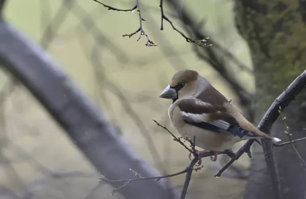 Hawfinch Usiadł Gałęzi Wczesną Wiosną — Zdjęcie stockowe