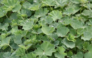 Green leafy plants in a garden, with water droplets on some leaves. Mixed vegetation includes nettles and other wild plants.