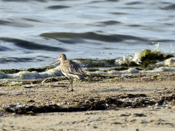 Godwit à queue barrée — Photo