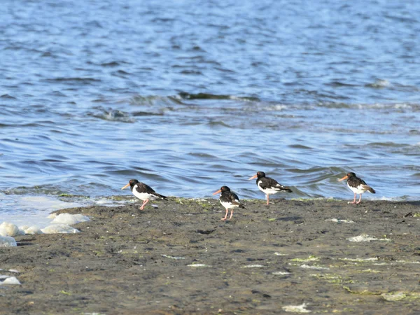 Oiseaux noirs et blancs sur le rivage — Photo