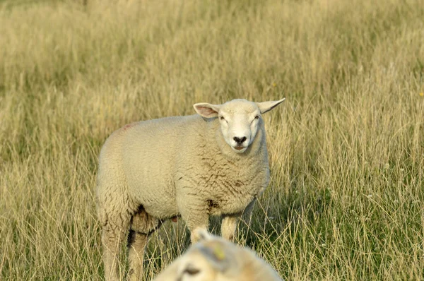 RAM-geheugen in de weide — Stockfoto