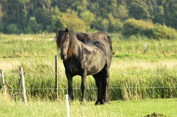 Schwarzes Friesenpferd auf der Weide — Stockfoto