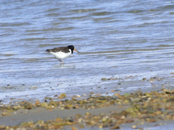 Oystercatcher nad brzegiem morza — Zdjęcie stockowe