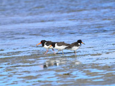 Poyraz kuşugiller deniz üzerinde