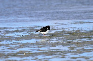 Poyraz kuşugiller deniz üzerinde