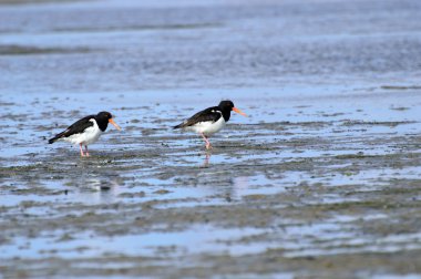 Poyraz kuşugiller deniz üzerinde