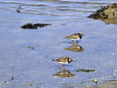 Yiyecek aramaya denizde gölet ve göllerde kuşlar