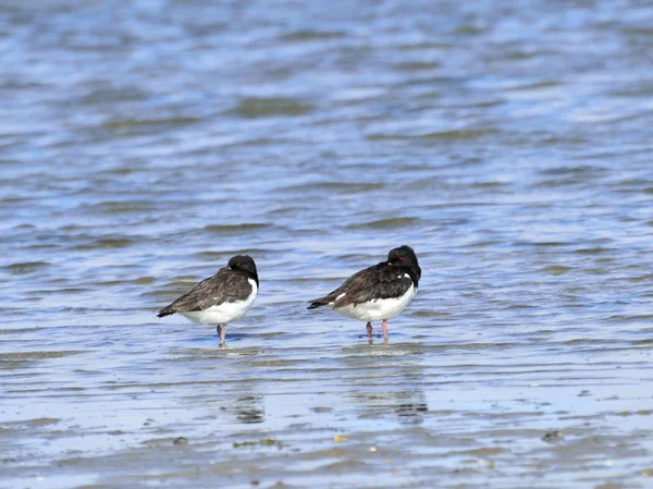 Oystercatcher sur le front de mer — Photo