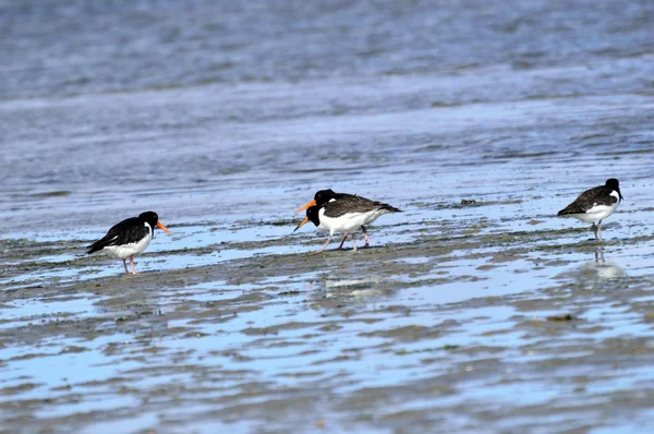 Oystercatcher on the seafen — стоковое фото