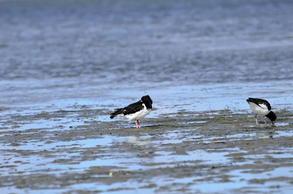 Oystercatcher sur le front de mer — Photo