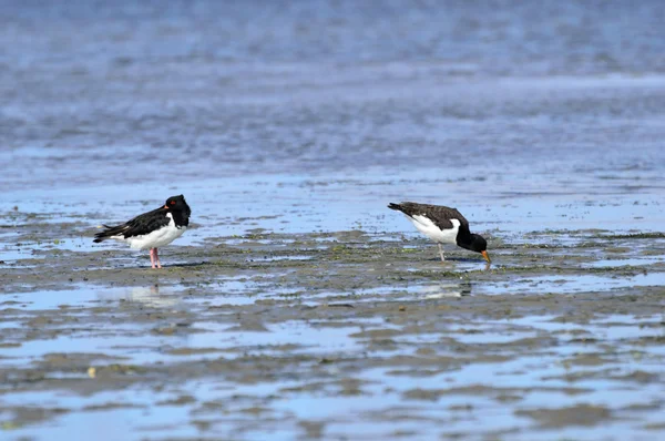Oystercatcher on the seafen — стоковое фото