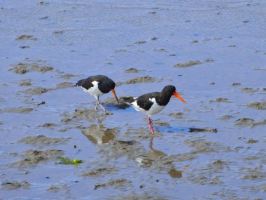 deniz kıyısında poyraz kuşugiller