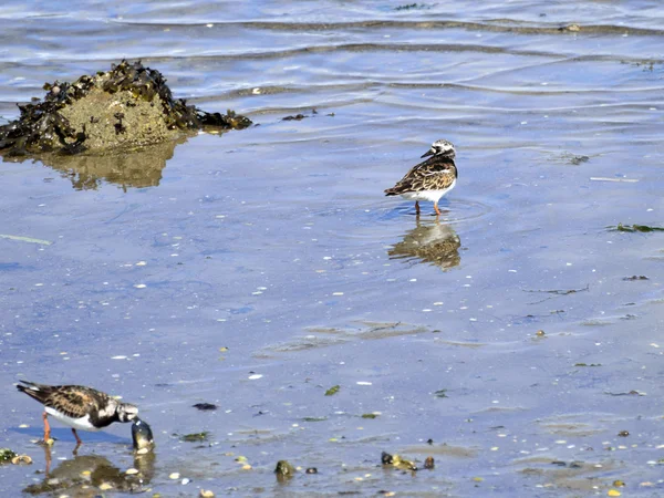 Κατακόκκινη Turnstone στην ακτή της θάλασσας — Φωτογραφία Αρχείου