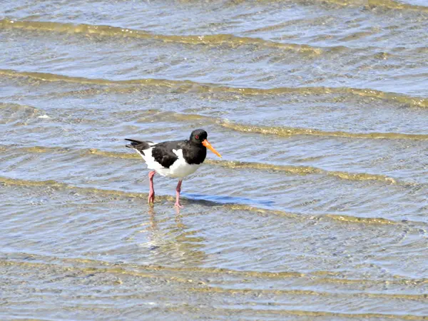 Oystercatcher au bord de la mer — Photo