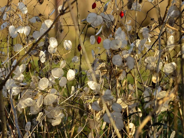 Judas pieces of silver  (Lunaria annua) — Stock Photo, Image