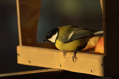 Besleyici için baştankara