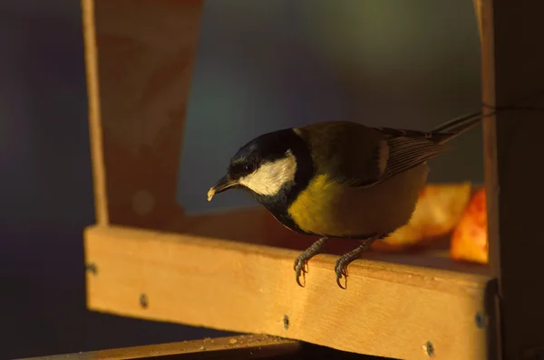 Tit para alimentador — Fotografia de Stock