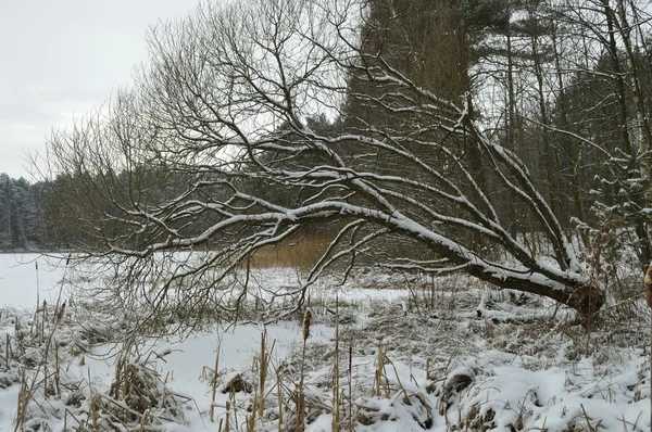 Wintersee und schräger Baum — Stockfoto