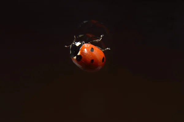 Ladybug on the glass — Stock Photo, Image
