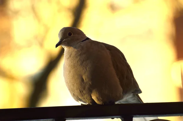 Paloma con cuello voló a la ventana probablemente buscando comida — Foto de Stock