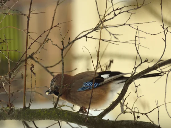 Jay est assis parmi les branches — Photo