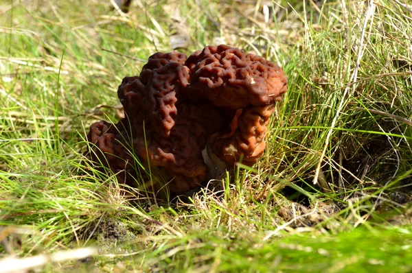 Gyromitra esculenta όμορφη μύκητας αναπτύσσεται στην εκκαθάριση — Φωτογραφία Αρχείου