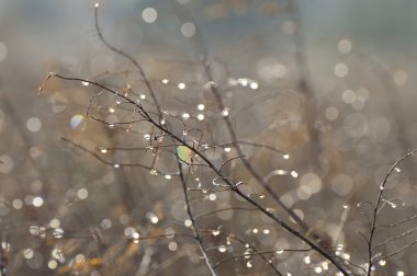 Dallar üzerinde Çiy damlaları