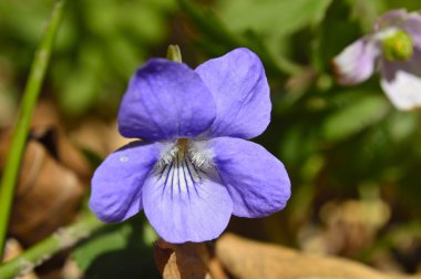 Güneşli bir günde bir açıklıkta tüm ihtişamıyla menekşe çiçek