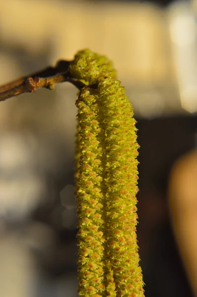 Kleine gele Hazel takje bloeien in het voorjaar — Stockfoto