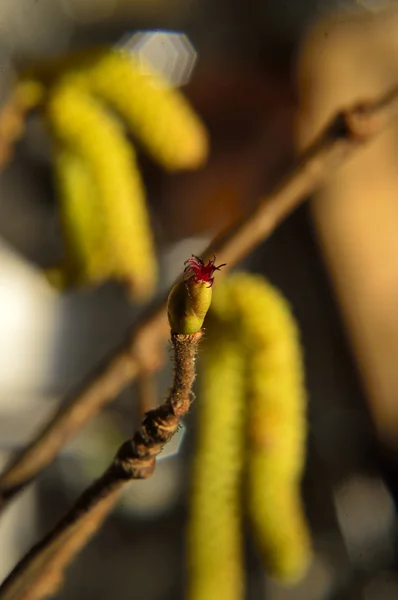 Small yellow Hazel twig blooming in spring — Stock Photo, Image