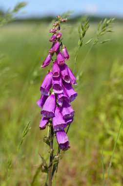 Mor yüksük otu Digitalis purpurea