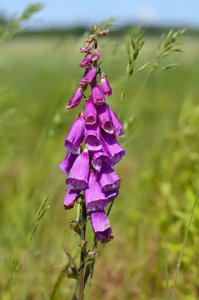 Mor yüksük otu Digitalis purpurea