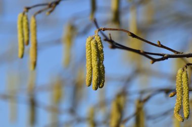 Küçük sarı twig Hazel bloom bahar soğuk bir sabahı
