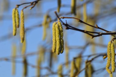 Küçük sarı twig Hazel bloom bahar soğuk bir sabahı