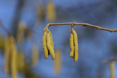 Küçük sarı twig Hazel bloom bahar soğuk bir sabahı