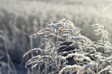 kuru bitki hoarfrost ile kaplı