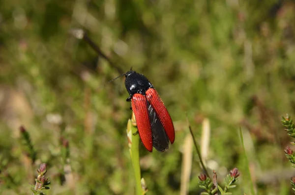 Rotkäfer wartet auf seine Beute — Stockfoto