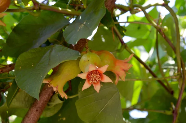 Granatapfel — Stockfoto